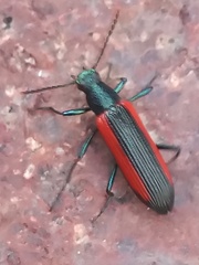 Strongylium championi