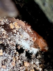 Mycena vinacea