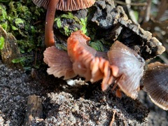 Mycena vinacea