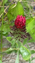 Trifolium incarnatum