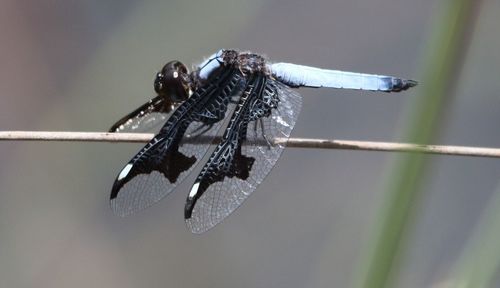Portia Widow