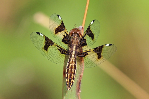 Portia Widow