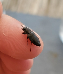 Melanophila cuspidata