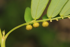 Phyllanthus urinaria hookeri