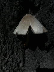 Volvariella volvacea