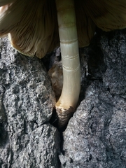 Volvariella volvacea