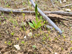 Pterostylis plumosa