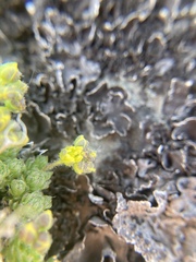 Draba densifolia