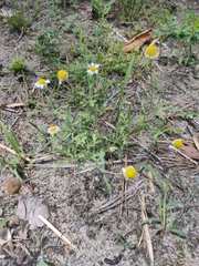 Anthemis ruthenica