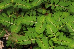 Phyllanthus urinaria hookeri