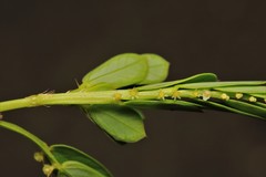 Phyllanthus urinaria hookeri