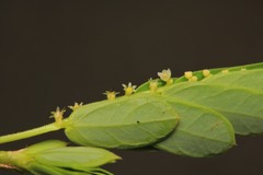 Phyllanthus urinaria hookeri