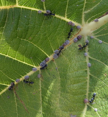 Camponotus micans