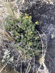 Draba densifolia