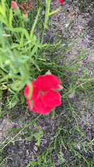 Portulaca grandiflora