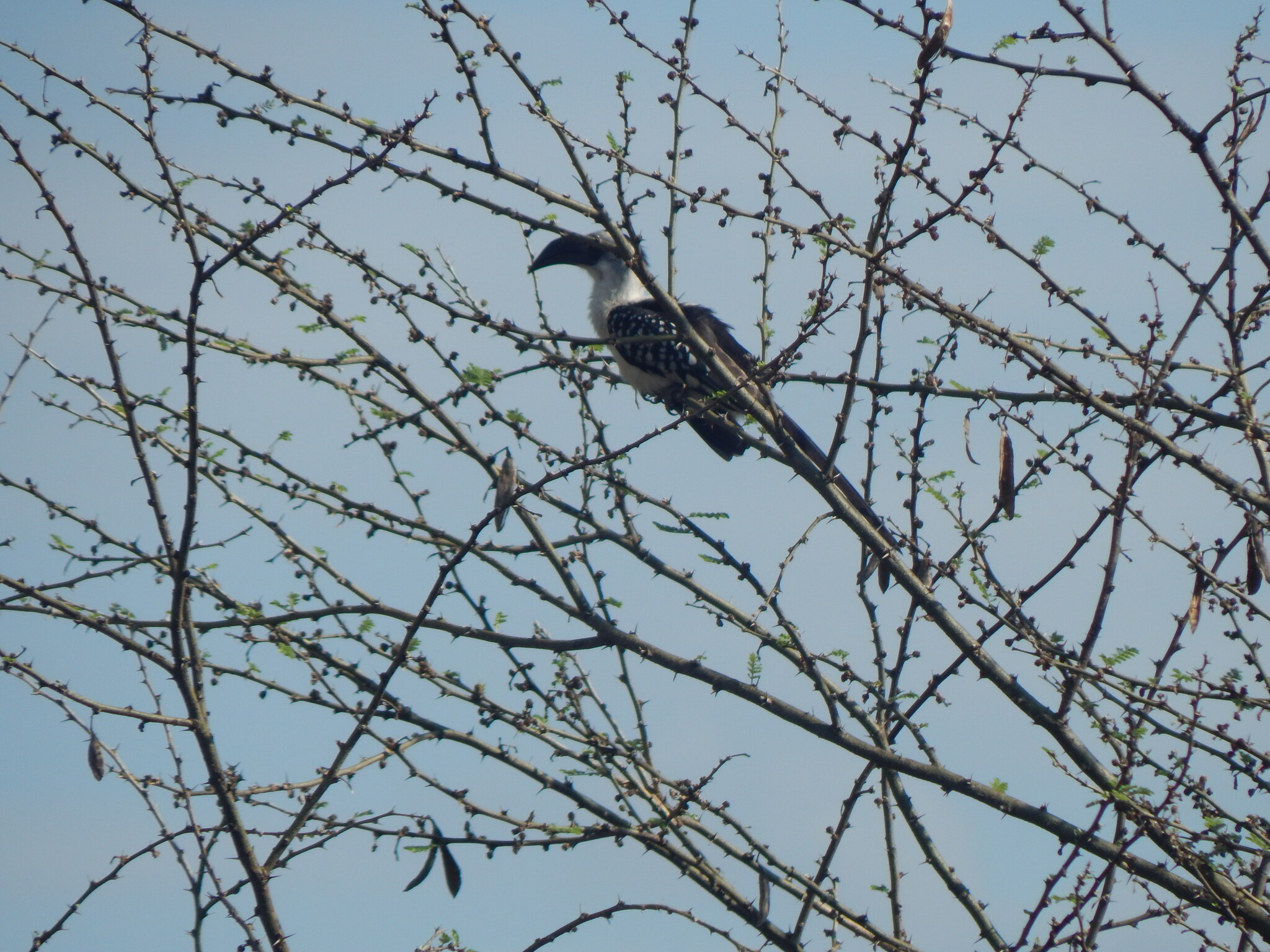 Jackson's Hornbill (Tockus jacksoni), photo 7