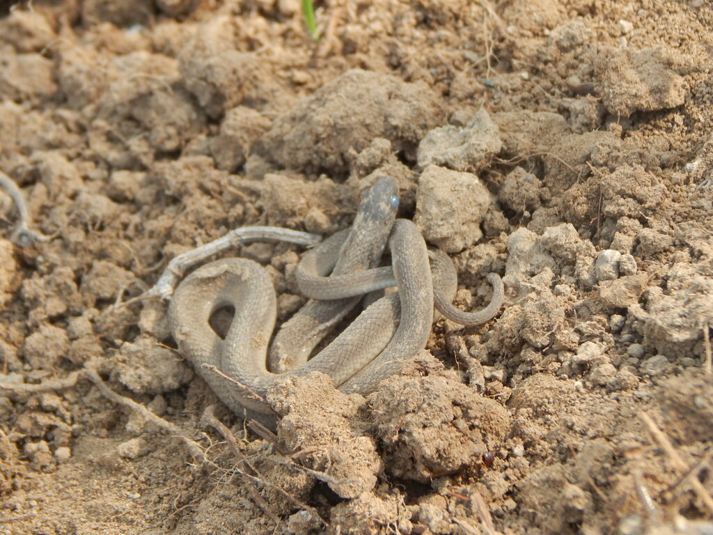 Montane Egg-eater from Kabartonjo, Kenya on July 10, 2022 at 02:18 PM ...