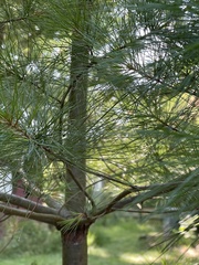 Pinus strobus