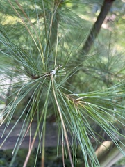 Pinus strobus