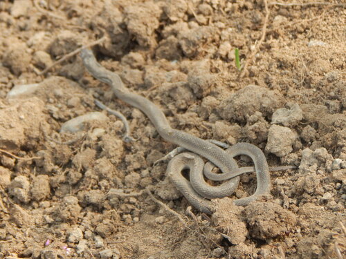 Montane Egg-eater