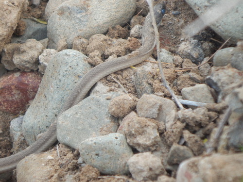 Montane Egg-eater