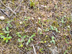 Brachyscome lineariloba