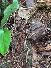 Pseudopolydesmus canadensis