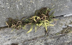 Asplenium trichomanes