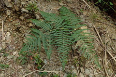 Pteridium aquilinum wightianum