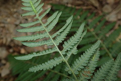 Pteridium aquilinum wightianum