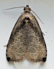 Olethreutes exoletum