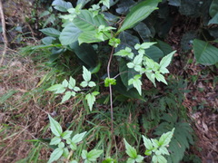 Clematis peterae lishanensis