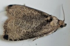 Olethreutes exoletum