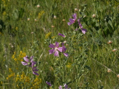 Malva thuringiaca