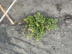 Asplenium ruta-muraria