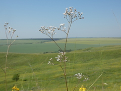 Gypsophila altissima