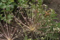 Allium schubertii