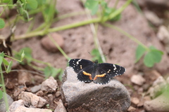 Chlosyne lacinia crocale