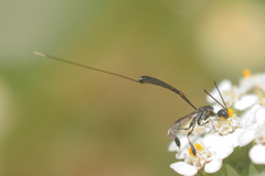 Gasteruption jaculator