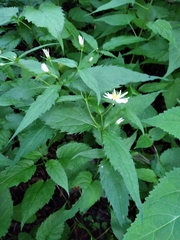 Eurybia chlorolepis