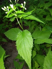 Eurybia chlorolepis