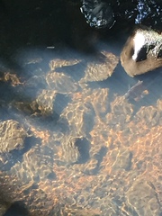 Alosa pseudoharengus