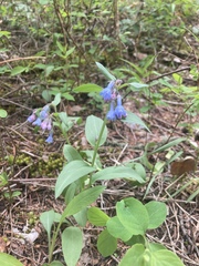 Mertensia viridis
