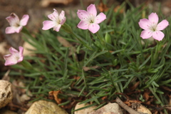 Dianthus microlepis