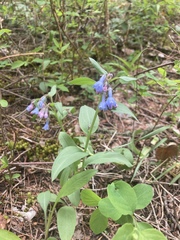 Mertensia viridis