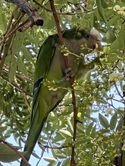 Myiopsitta monachus