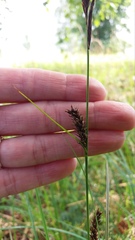 Carex melanostachya