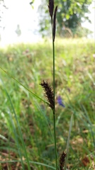Carex melanostachya
