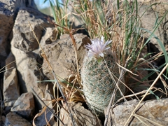 Escobaria tuberculosa varicolor