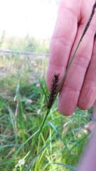 Carex melanostachya